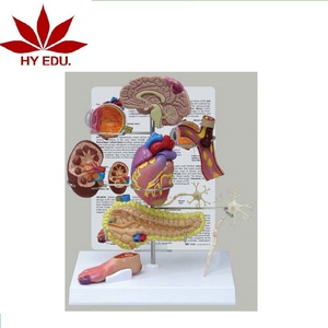 Hoge kwaliteit Medische onderwijs menselijk alvleesklier model - Product Image 1