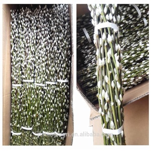 Fleur fraîche coupée, saule naturel Salix pour le Nouvel An, belle fleur - Product Image 4