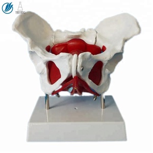 हटाने योग्य अंगों के साथ मानव शरीर रचना मॉडल महिला श्रोणि - Product Image 4
