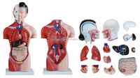 Modelo Anatómico de Torso Humano Femenino de 42 cm, 15 Piezas, Material de PVC, Marca XC, para Uso en Escuelas de Medicina, 14 Meses de Garantía