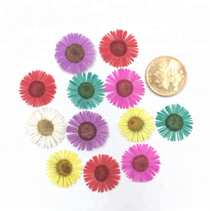 <span class=keywords><strong>Fiori</strong></span> Pressati Essiccati Veri, Conyza Canadensis - Product Image 6