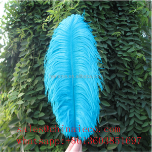 Plumes d'autruche royale séchées, vente en gros, unités, 22-24 pouces, 55-60 cm - Product Image 2