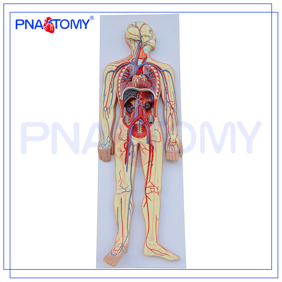 PNT-0438 Advanced Human Anatomy Model - Circulatory System
