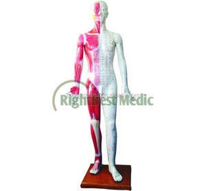 Deluxe Fiber Cam Akupunktur Modeli 178 CM Insan Vücudu modeli Tıbbi Modeli - Product Image 1