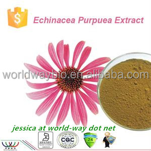 A base de hierbas extracto de la medicina antiviral efecto pura echinacea purpurea extracto de achicoria ácido 2% - Product Image 1