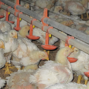 <span class=keywords><strong>el</strong></span> precio de fábrica automática de pollo moderno para la granja de aves de <span class=keywords><strong>corral</strong></span> casas - Product Image 6