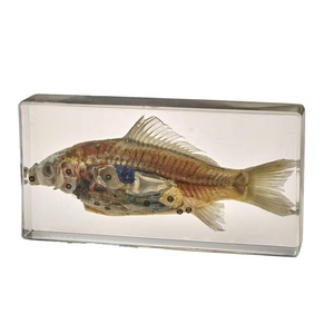 Caja de inyección de cristal, resina transparente, murciélago, Animal, enseñanza Insided, espécimen integrado - Product Image 6