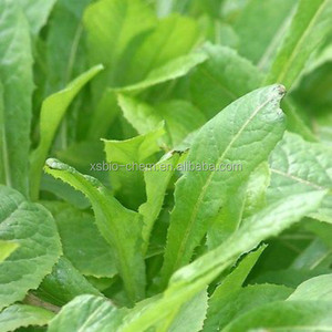 Haute Qualité GMP Casher Naturel Sauvage Laitue Extrait/Laitue Sauvage Poudre - Product Image 2