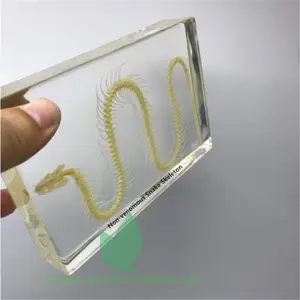 Transparent Resin Animal Skeleton Preserved Biological Snake Skeleton Specimen