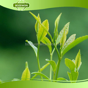 مسحوق مستخلص الشاي الأخضر بأفضل سعر، 25%-98% بوليفينول، تعبئة في براميل - Product Image 3