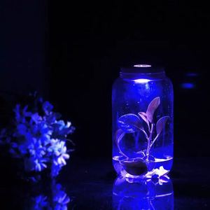 Transparent Glass Terrarium with LED Lights for Wedding and Moss/Nature Plant Decor Art Deco Design Round Shape Tabletop <strong>Vase</strong> - Product Image 5