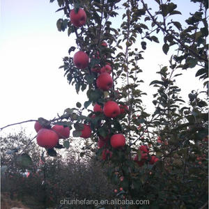 Tất cả mọi người ăn nó hàng ngày, Những Gì? một quả táo - Product Image 3