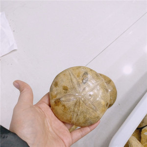 Groothandel natuurlijke echinoid zeester fossiele - Product Image 3