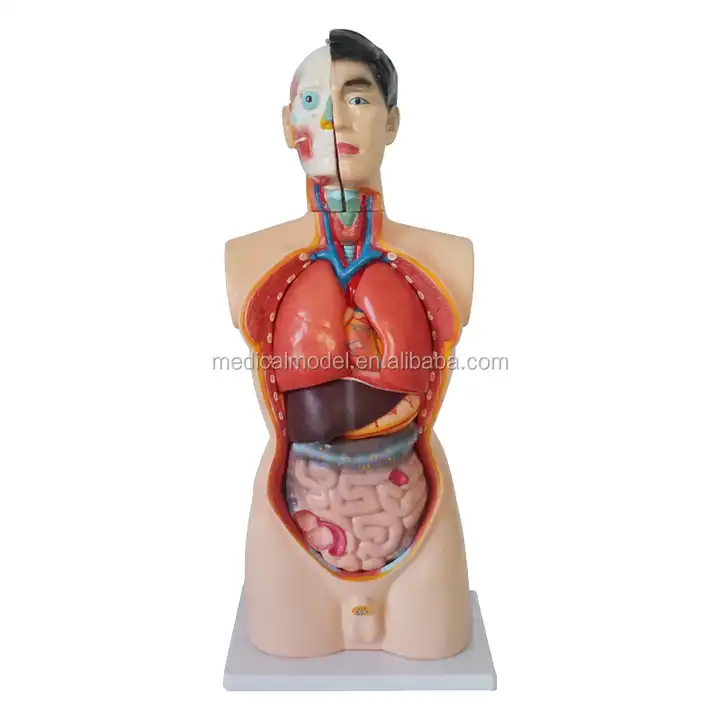Male Torso Mannequin With Stand