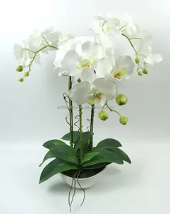 بونساي الزهور الأبيض في وعاء أبيض