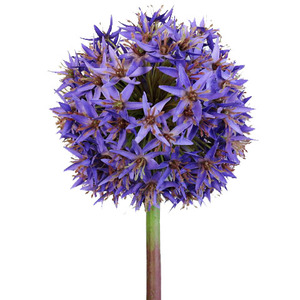 8 pouces de diamètre. Fleurs artificielles géantes d'<span class=keywords><strong>allium</strong></span> pour centre de table de jardin - Product Image 1