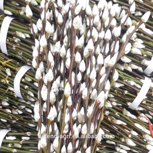 ดอกไม้สดตัดจากประเทศจีนสาขาวิลโลว์แห้ง - Product Image 6