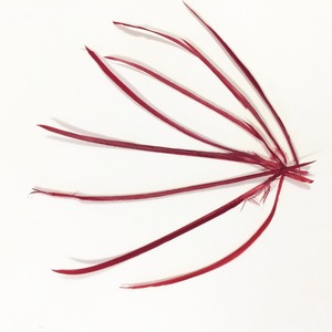 Vente en gros plumes d'oie rayées <span class=keywords><strong>Biot</strong></span> à <span class=keywords><strong>vendre</strong></span> pas cher - Product Image 5