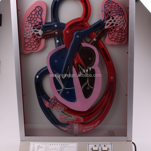 Educatieve Apparatuur Elektrisch Type Hartpuls-En Bloedcirculatiemodel - Product Image 5