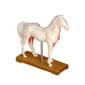 Horse <strong>skeleton</strong> <strong>model</strong> <strong>animal</strong> anatomical acupuncture for schools and biology 114 acupuncture points support oem - Product Image 2