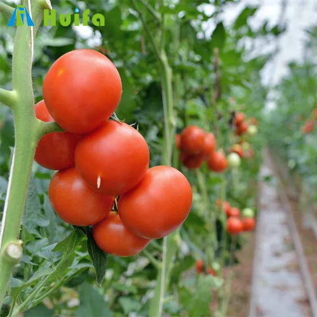 Proyek Pertanian Penutup Plastik Desain Rumah Kaca Penumbuh Tomat