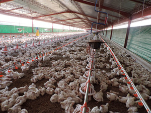 Suministros profesionales para granja de aves de corral, para <span class=keywords><strong>pollo</strong></span> de asador en China - Product Image 3