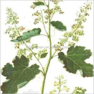 Extrait de <span class=keywords><strong>Macleaya</strong></span> Cordata de haute qualité naturel GMP, poudre fine de qualité alimentaire, CAS 2447-54-3, Sanguinarine, Chelerythrine, testé par HPLC - Product Image 5