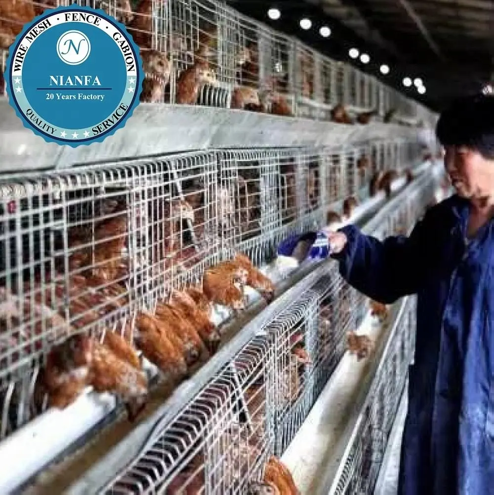 Georgia layer poultry cages/ chicken brooder cage(Guangzhou Factory)
