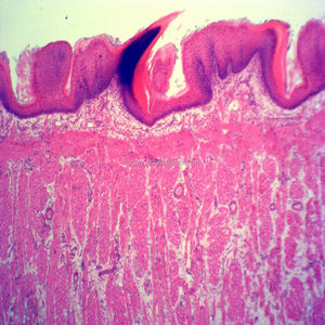 顕微鏡用の舌組織組織準備スライドを教えるリソース - Product Image 6