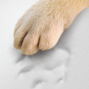 Popüler Özel Üretim Fabrikası Toptan Evcil Hayvan Yatağı Köpek Yatağı - Product Image 6