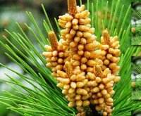 Tablet Serbuk Sari Pinus Pecah Dinding Sel Tiongkok 250Mg - Product Image 3