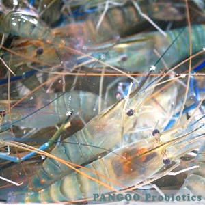 Mangeoire à base de crevette pour la culture de crevette, plantes naturelles, pour fabriquer la carpe harden, penaus vannwei, mantis de crevettes (multiplexes) - Product Image 5