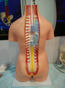 Apparecchiature di Laboratorio per Modelli di Anatomia Umana in Biologia - Product Image 2