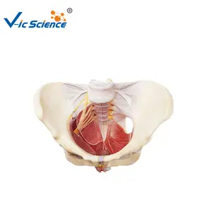Modelo anatômico médico da pélvis e do chão pélvico, modelo de anatomia do músculo da ciência médica
