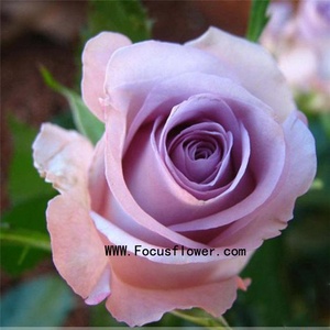 Yunnano china fresca corte rosa diretamente da fazenda rosa natural raiz flor crescentes fornecer diretamente - Product Image 3