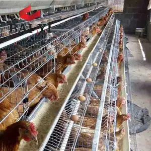 マレーシアのウエ養鶏場のための鶏小屋サウジアラビア