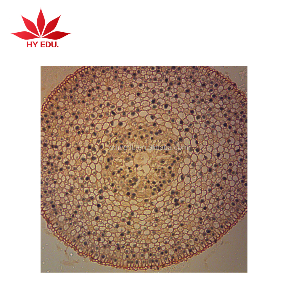 Asteraceae: 2015, image size:1000x1000