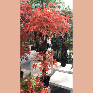 Cây Phong Nhân Tạo Cây Nhựa, Cây Bảng Phong Đỏ Nhật Bản - Product Image 4