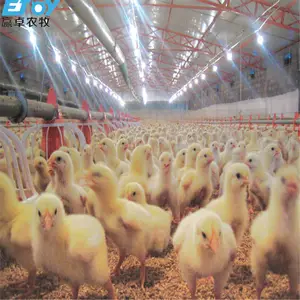 Fully Automatic Broiler Chicken Feeding Equipment System for poultry farm