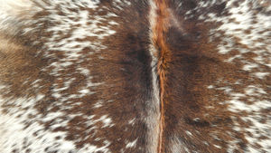 Alfombra de Piel de Vaca - Product Image 3