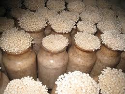 Giá Nấm Của Detan <span class=keywords><strong>Enoki</strong></span> - Product Image 2