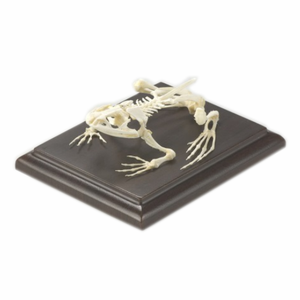 Modelo <span class=keywords><strong>de</strong></span> Hueso Natural Gelsonlab HSBM-428, Modelo <span class=keywords><strong>de</strong></span> <span class=keywords><strong>Esqueleto</strong></span> <span class=keywords><strong>de</strong></span> <span class=keywords><strong>Sapo</strong></span> y Rana para Ciencias Médicas - Product Image 1