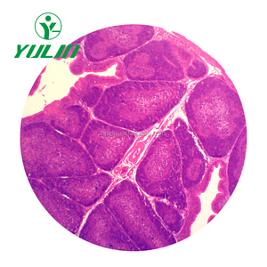 Leber histologie vorbereitet objektträger mit CE zertifikat - Product Image 4