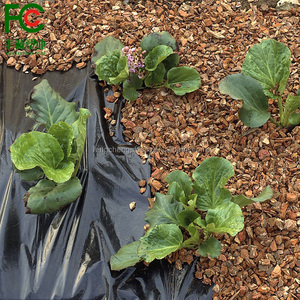 30 microns film de paillis noir pour la fraise - Product Image 6