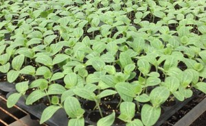 Macetas Redondas de Plástico Termoformado de Taiwán para Viveros - Product Image 6