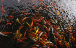 Mangeoire solaire automatique solaire pour étang Mangeoire automatique pour poissons <span class=keywords><strong>Koi</strong></span> Auto <span class=keywords><strong>Feeder</strong></span> - Product Image 2