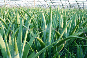 Animate aloe vera vitamina olio viso pelle olio essenziale per la cura della pelle - Product Image 3