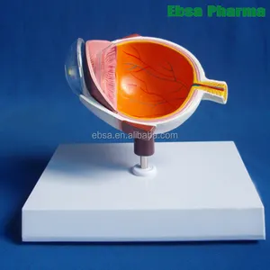 Modelo e partes do modelo ocular da metade do material médico avançado