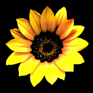 Girasol canvas pintura de acuarela - Product Image 1