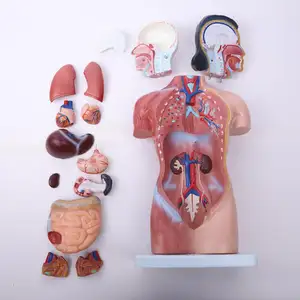 42cmヒトトルソマネキン人体解剖学モデル